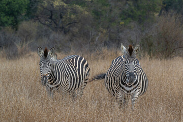 Pair of Zebra standing in an open field