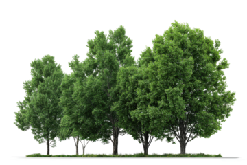 Group of lush green deciduous trees with detailed foliage and bark nature, Png, Isolated on Transparent Background, Cut Out