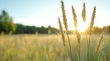 Golden wheat stalks glowing in late sun with tranquil shallow field and distant tree line