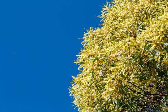 Acacia longifolia in full yellow flower under a clear blue winter's sky.