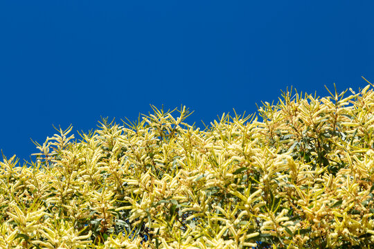 Acacia longifolia in full yellow flower under a clear blue winter's sky.