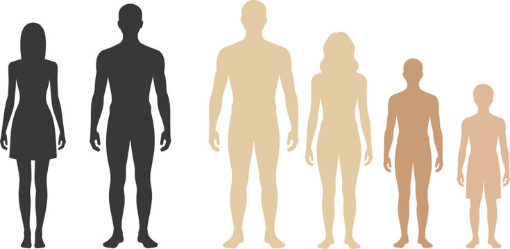 Human figure silhouettes, age and gender comparison, body shape illustration, anatomical design, educational character set, shaded people icons