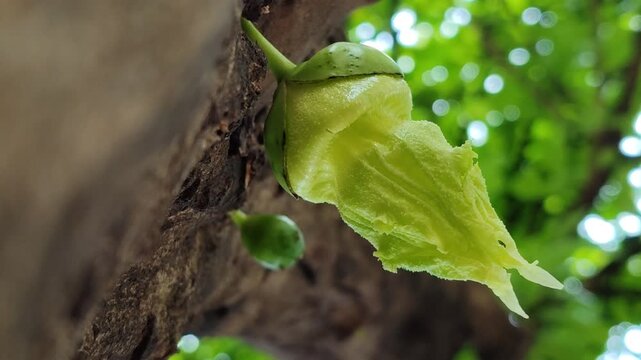 The unique bell-shaped flower of Crescentia cujete blooms quietly among green branches, revealing the tropical charm of the calabash tree.