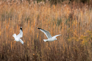 Seagulls Flying