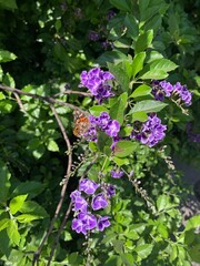 Mariposa en flor morada