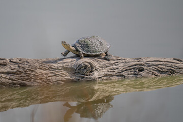 Fresh water turtle reflected in a shallow pond