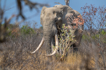 bull elephant with large tusks