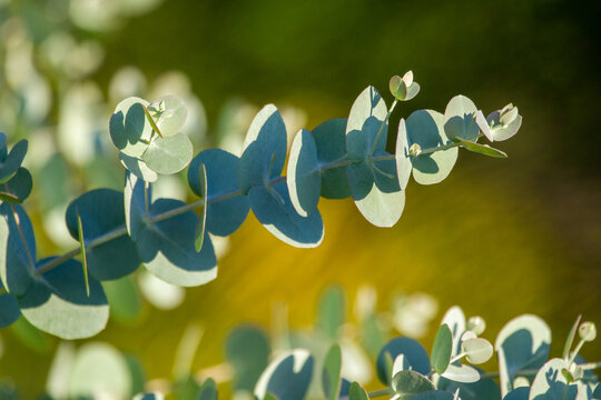 Close up of Silver Dollar Eucalyptus leaves and branches.