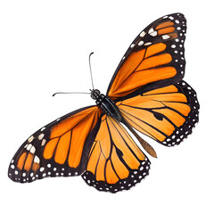 Fototapeta premium Monarch Butterfly on transparent background