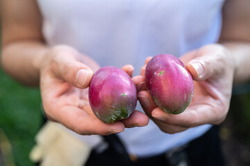 Woman holding ripe fruits of Acanthocereus tetragonus cactus. The fruits are similar in genus to the Dragon Fruit and can also be used to make wine.