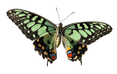 green spotted butterfly isolated on white background