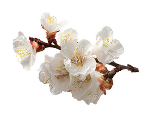 apricot blossom branch on white background.
