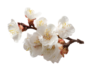 apricot blossom branch on white background.