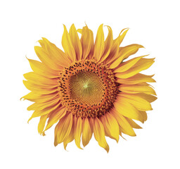 sunflower blossom isolated on white background.