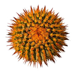 golden barrel cactus close-up on white background
