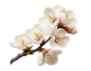 apricot blossom branch isolated on white background