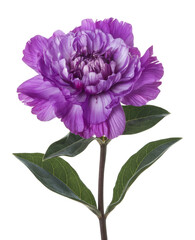 purple flower isolated on white background