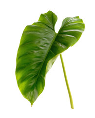 green tropical leaf isolated on white background.