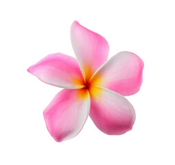 pink plumeria flower isolated on white background