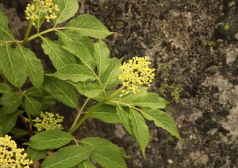 Black Elderberry (Sambucus racemosa) buds in Beartooth Mountains, Montana
