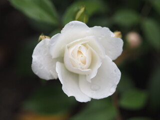 雨に濡れたバラ　アイスバーグ