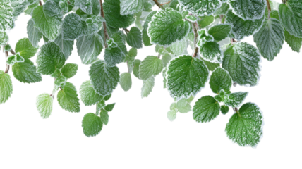 Green peppermint leaves covered with frost crystal texture fresh herbal foliage hanging branch close up isolated on white background
