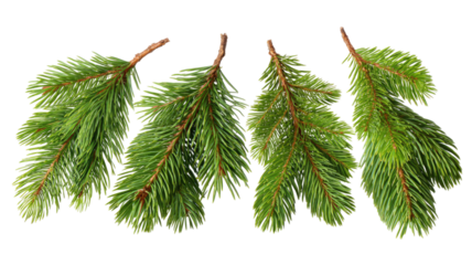 Green fir tree branches with fresh pine needles natural evergreen foliage used for Christmas decoration craft and winter design element isolated on white background