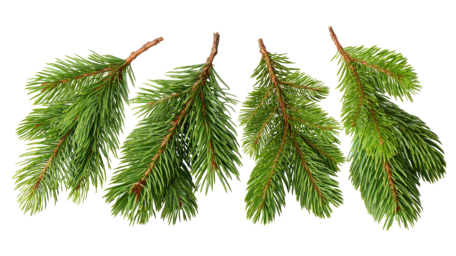 Green fir tree branches with fresh pine needles natural evergreen foliage used for Christmas decoration craft and winter design element isolated on white background