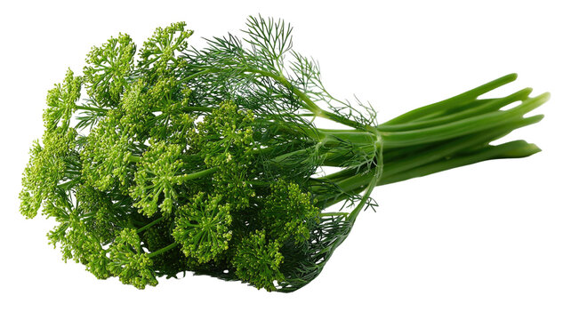 Fresh green dill plant with aromatic feathery leaves and flower buds healthy herb bunch isolated on white background