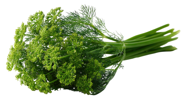 Fresh green dill plant with aromatic feathery leaves and flower buds healthy herb bunch isolated on white background