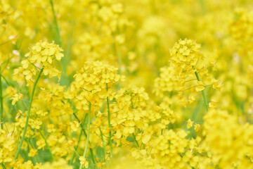 Obraz premium からし菜一面菜の花畑