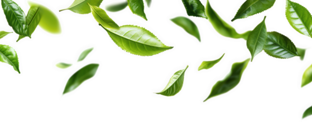 Falling green tea leaves isolated on transparent background create a refreshing and natural scene, perfect for conveying health, wellness, and organic themes in design