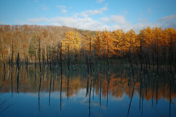 Blue Pond (Aoiike) in Biei, Hokkaido, Japan with withered trees and turquoise water