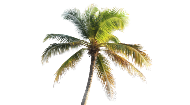 A lush palm tree isolated on transparent background, capturing its tropical allure with vibrant green fronds and sturdy trunk, evoking a sense of paradise and relaxation - Powered by Adobe
