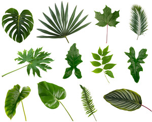 tropical leaves collection isolated on white background