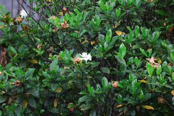 A white cape jasmine flower grows on the tree, growing among other dead flowers. In the background left, another cape jasmine flower is also in bloom