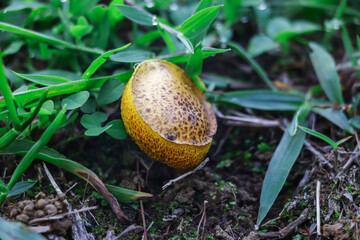 Yellow wild mushrooms with brown spots growing on loose soil, behind them is green grass photographed from a high angle