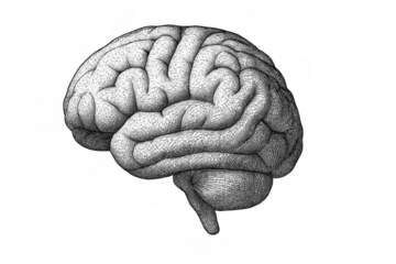 Human brain illustration showing cerebrum, cerebellum, and brainstem. Vintage anatomical drawing reflecting intelligence and mind concept