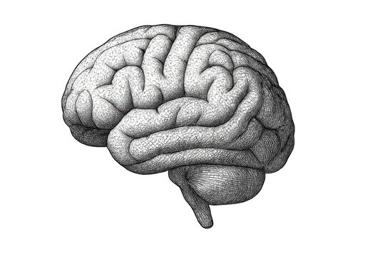 Human brain illustration showing cerebrum, cerebellum, and brainstem. Vintage anatomical drawing reflecting intelligence and mind concept