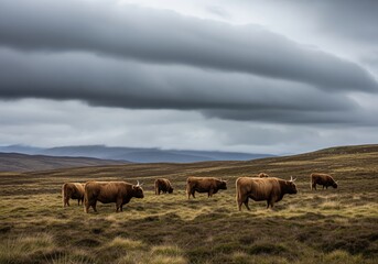 Obraz premium Highland cattle herd grazing in the scottish highlands landscape