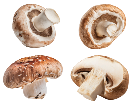 portobello mushrooms collection on white background