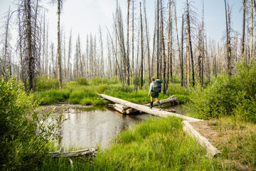Backpacker Crosses Log Bridge In Grand Teton