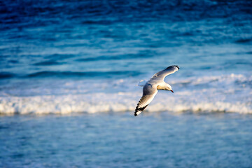 Seagull flying over the water in search of food