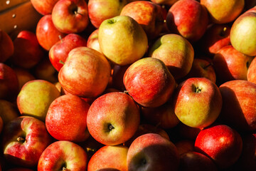Freshly harvested red and yellow apples in sunlight during autumn harvest season