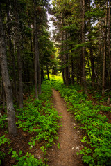 Bright Green Ground Cover Flanks Trail Thruogh Foreset