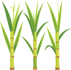 Obraz premium Several stalks of green sugarcane with leaves on a white background. Suitable for food and agriculturerelated concepts in design projects. 