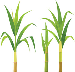 Obraz premium Several stalks of green sugarcane with leaves on a white background. 