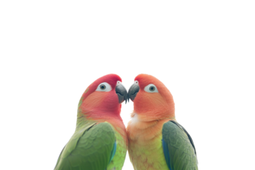 Two Parrots Standing Apart PNG