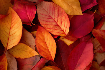 Autumn's fiery embrace as vibrant leaves cascade, creating a stunning tapestry of fall colors for seasonal designs and warm, cozy projects