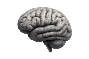 Human brain organ representing mind, intelligence, thinking, memory, and cognitive function on transparent background